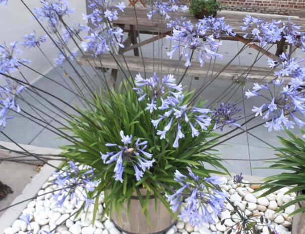 agapanthus